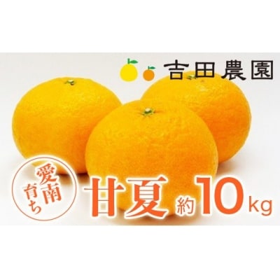 【高評価★4.5】 先行受付 甘夏 約10kg みかん 柑橘 あまなつ 吉田農園 愛南町 愛媛県