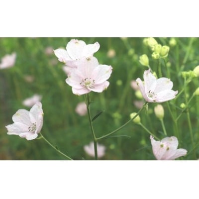 さくらひめ生花
