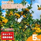 【高評価★4.4】 訳あり 愛媛みかん 5kg みかん職人武田屋 