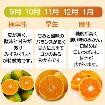 【高評価★4.4】 訳あり 愛媛みかん 5kg みかん職人武田屋 