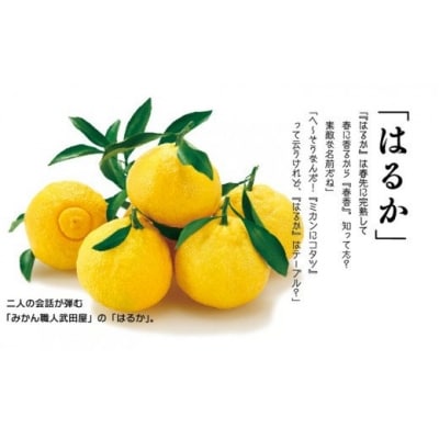 みかん職人のはるか　5kg
