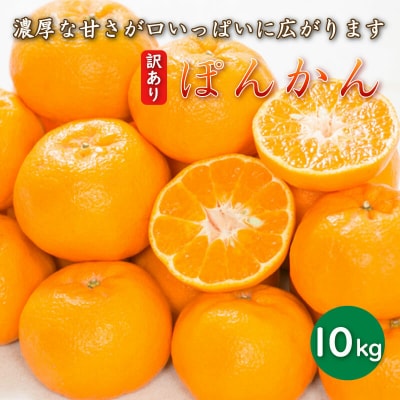 先行受付 訳あり 減農薬 ポンカン 10kg 愛媛県 愛南町 愛南フルーツ