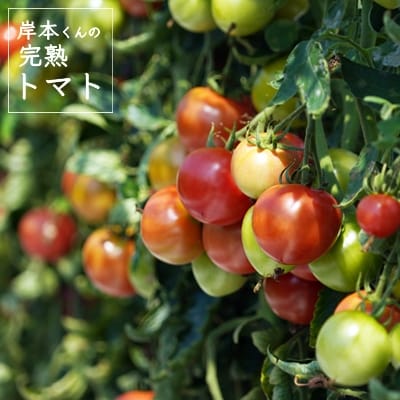 岸本くんの完熟トマト 400gパック×8	