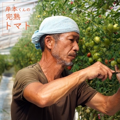 岸本くんの完熟トマト 400gパック×8	