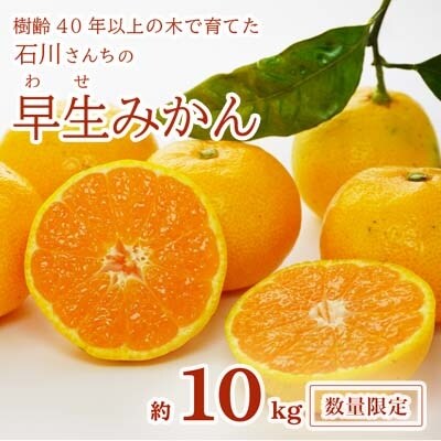 【家庭用】樹齢40年以上の木で育てた　石川さんちの早生みかん10kg