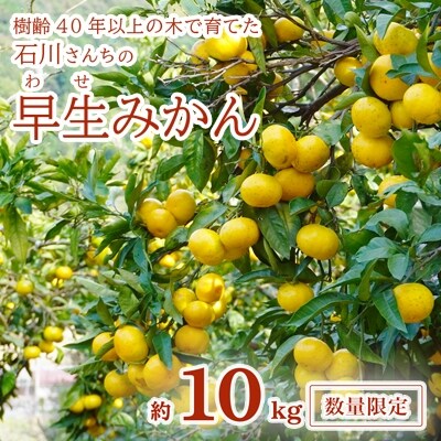 【家庭用】樹齢40年以上の木で育てた　石川さんちの早生みかん10kg
