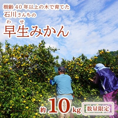 【家庭用】樹齢40年以上の木で育てた　石川さんちの早生みかん10kg