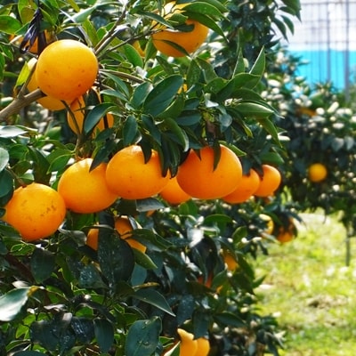 数量限定 こだわりハウス栽培 正品 まどんな (愛果28号) 5kg