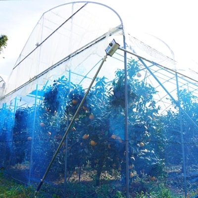 数量限定 こだわりハウス栽培 まどんな (愛果28号) 5kg