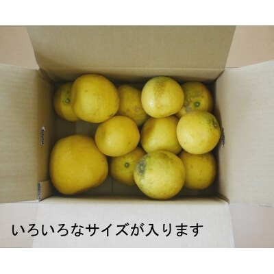 【訳あり】愛南育ち 吉田農園 愛南産の河内晩柑4kg