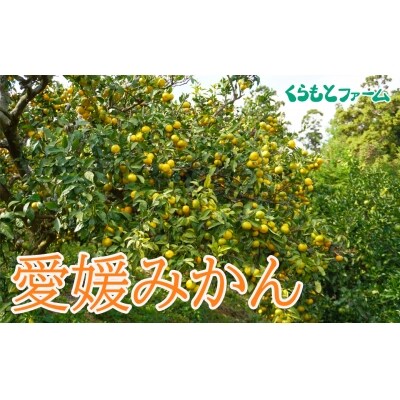 【贈答用】くらもとファームの温州みかん(露地)L・2L　5kg