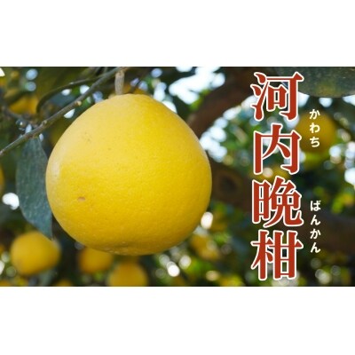 先行受付 河内晩柑 樹齢30年以上 7.5kg (サイズミックス) 果樹園みどり 愛南町 愛媛県