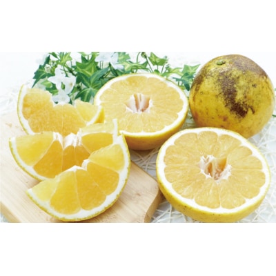 先行受付 河内晩柑 樹齢30年以上 7.5kg (サイズミックス) 果樹園みどり 愛南町 愛媛県