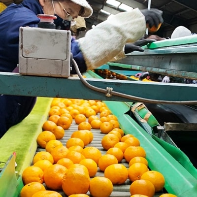 愛愛柑(あいあいかん)約10キロ入り