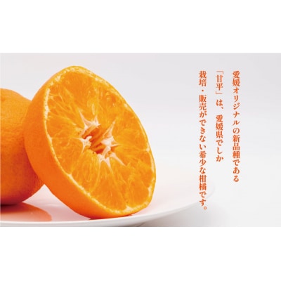 甘平 4kg かんぺい みかんの山祥 愛南町 愛媛県