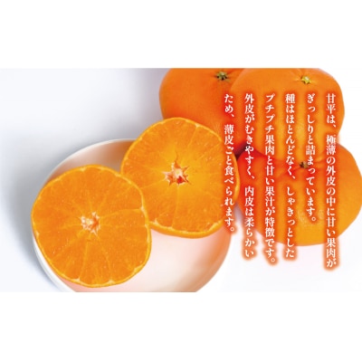 甘平 4kg かんぺい みかんの山祥 愛南町 愛媛県