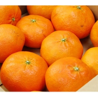 先行受付 数量限定 甘平1.5kg (約8玉)