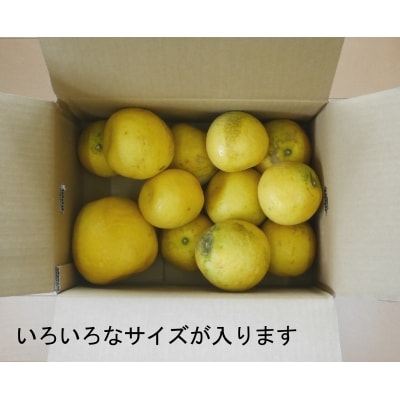 数量限定 先行受付 訳あり 河内晩柑 5kg みかん 国産 吉田農園 愛南町 愛媛県