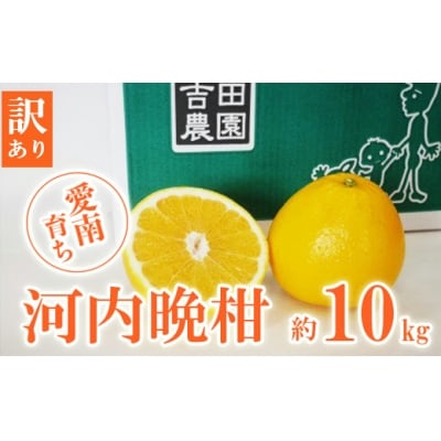 【高評価★4.8】 数量限定 先行受付 訳あり 河内晩柑 10kg みかん 吉田農園 愛南町 愛媛県