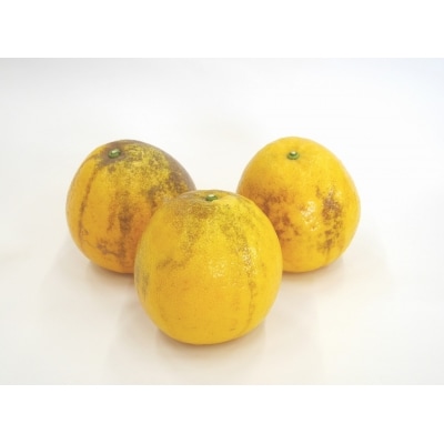 【高評価★4.8】 数量限定 先行受付 訳あり 河内晩柑 10kg みかん 吉田農園 愛南町 愛媛県