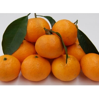 【訳あり】みかん職人のなつみ2.5kg