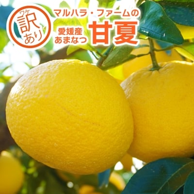 【訳あり】マルハラファームの甘夏5kg