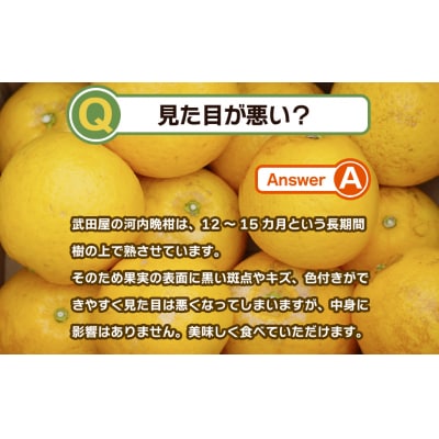 【訳あり】みかん職人武田屋の河内晩柑10kg