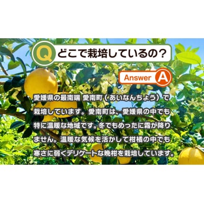 【訳あり】みかん職人武田屋の河内晩柑10kg