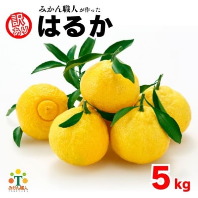 先行受付 訳あり はるか 5kg 柑橘 フルーツ 果物 みかん職人武田屋