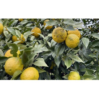 【訳あり】みかん職人の柚子(ゆず)5kg 柑橘 果物 フルーツ みかん職人武田屋