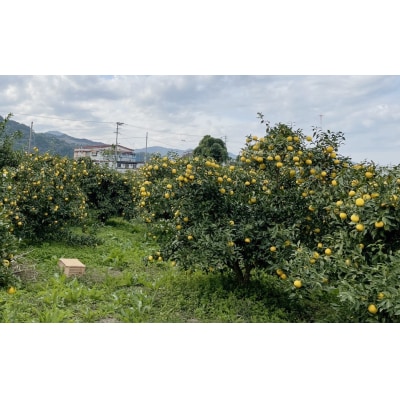 【訳あり】みかん職人の柚子(ゆず)5kg 柑橘 果物 フルーツ みかん職人武田屋