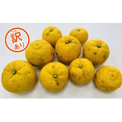 【訳あり】みかん職人の柚子(ゆず)5kg 柑橘 果物 フルーツ みかん職人武田屋