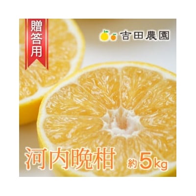 【高評価★5】 数量限定 先行受付 贈答用 河内晩柑 5kg みかん 吉田農園 愛南町 愛媛県