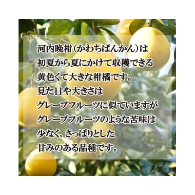 数量限定 先行受付 贈答用 河内晩柑 5kg みかん 国産 吉田農園 愛南町 愛媛県