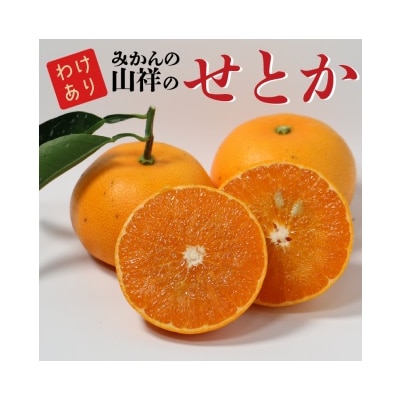 【訳あり】みかんの山祥の せとか 4kg 柑橘類 フルーツ 発送期間: 3月中旬～4月上旬