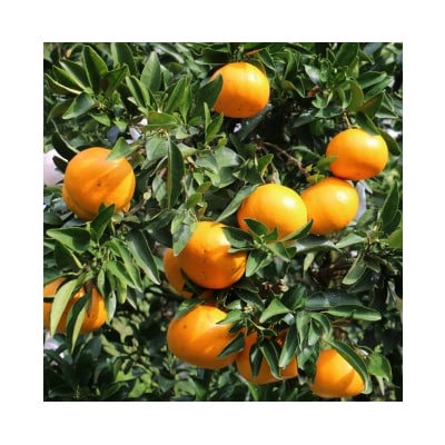 せとか 4kg みかんの山祥 愛南町 愛媛県