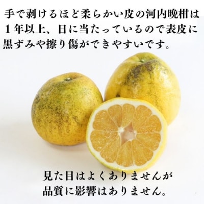 【訳あり】 河内晩柑(愛南ゴールド) 9kg+傷み保証約1kg 吉本農園 みかん 愛媛県 愛南町