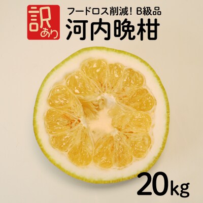 【B級品】【ジュース向き】訳あり河内晩柑20kg (なくなり次第終了)