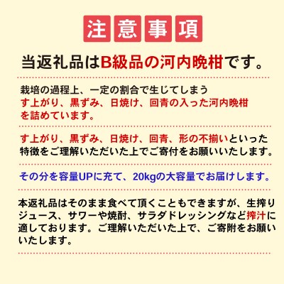 【B級品】【ジュース向き】訳あり河内晩柑20kg (なくなり次第終了)