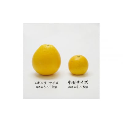 先行受付 数量限定 訳あり 小玉 美生柑 約7kg