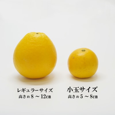先行受付 数量限定 訳あり 小玉 美生柑 約7kg