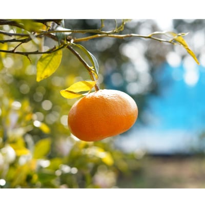 先行受付 フルーツアイランド・マルエム産 甘平 約5kg 