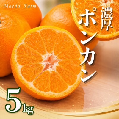 先行受付 数量限定 樹齢30年のポンカン 5kg 前田ファーム