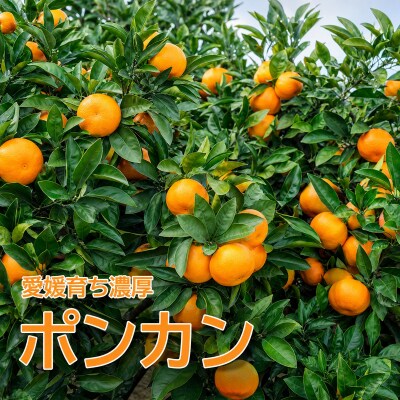 先行受付 数量限定 樹齢30年のポンカン 5kg 前田ファーム