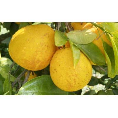 家庭用 先行予約 2026年発送 愛南ゴールド(河内晩柑)約10kg 前田ファーム