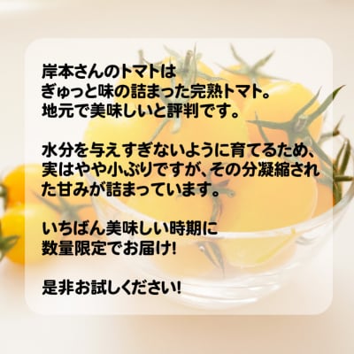 岸本くんの完熟ミニトマト イエローアイコ 180gパック×8