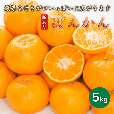 先行受付 訳あり 減農薬 ポンカン 5kg 愛媛県 愛南町 愛南フルーツ