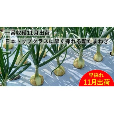 新たまねぎ 3kg  シルクオニオン 発送:11月上旬～