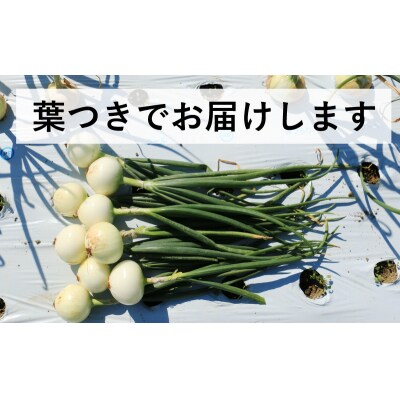 新たまねぎ 3kg  シルクオニオン 発送:11月上旬～