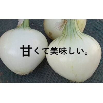 新たまねぎ 3kg  シルクオニオン 発送:11月上旬～